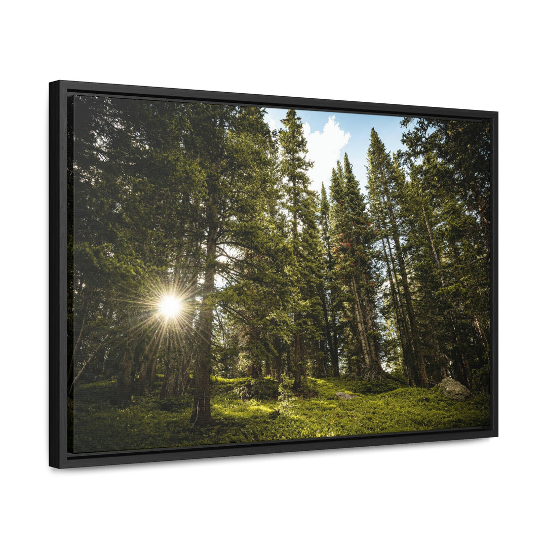 Forest Light - Canvas with Frame