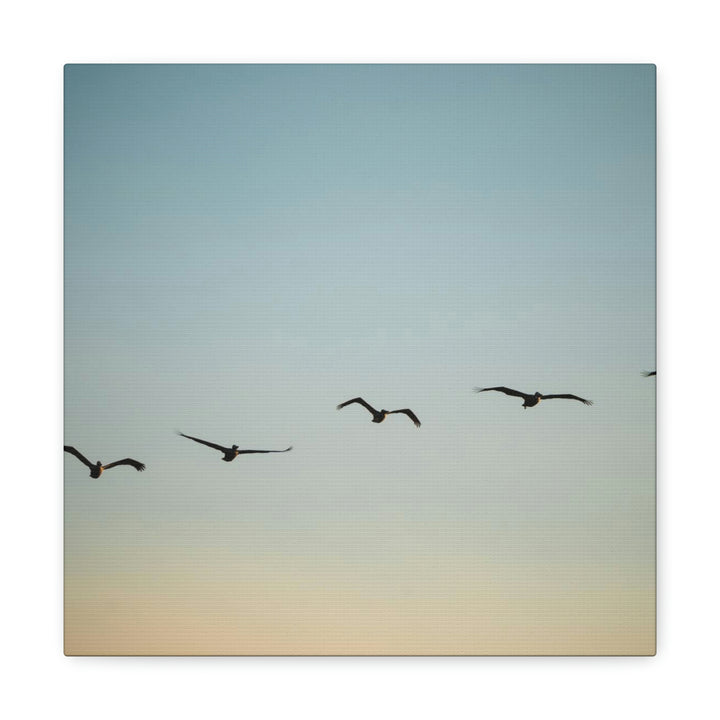 Brown Pelicans in Flight - Canvas