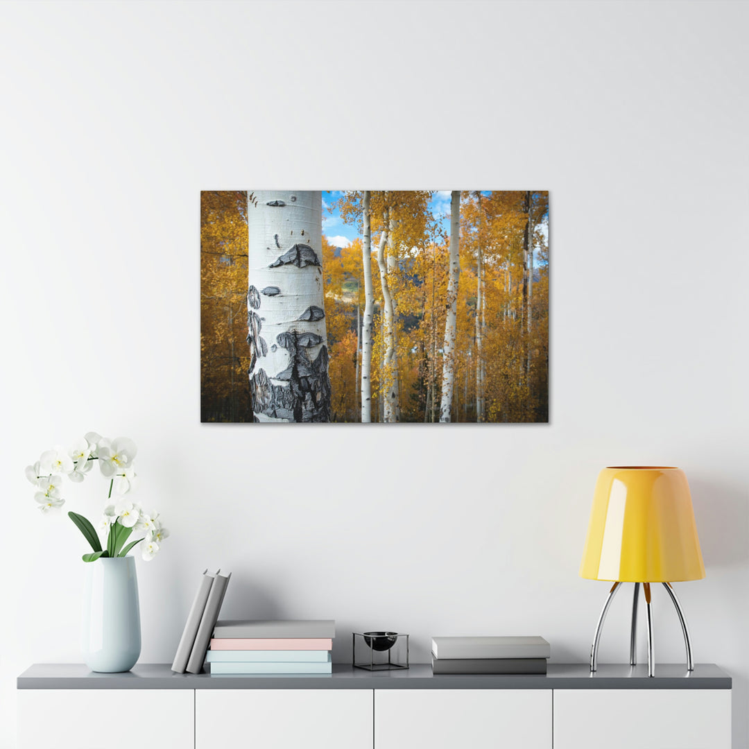 Aspens Changing - Canvas