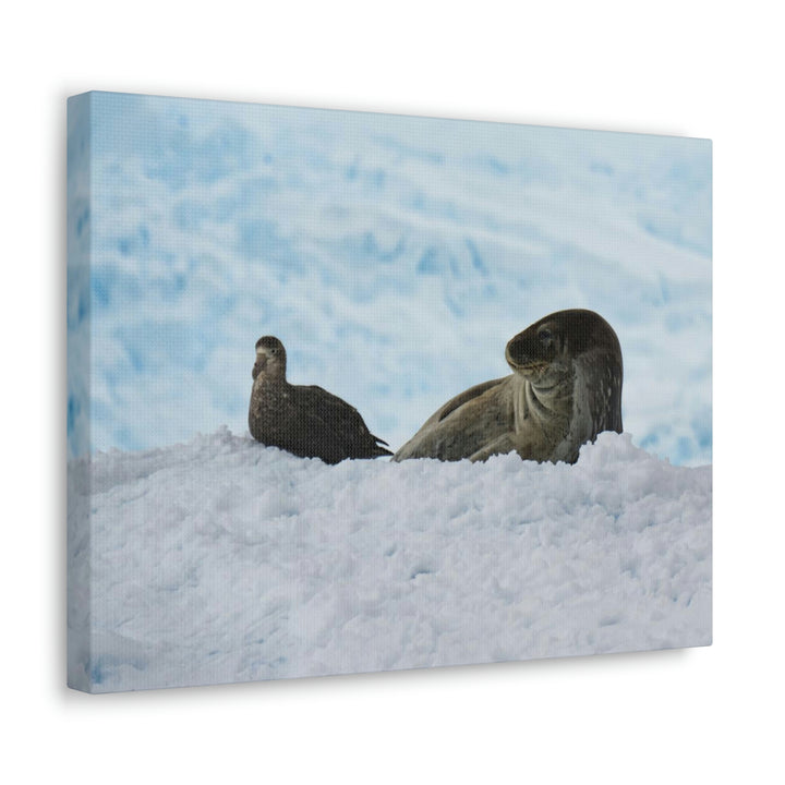 A Resting Pair - Canvas