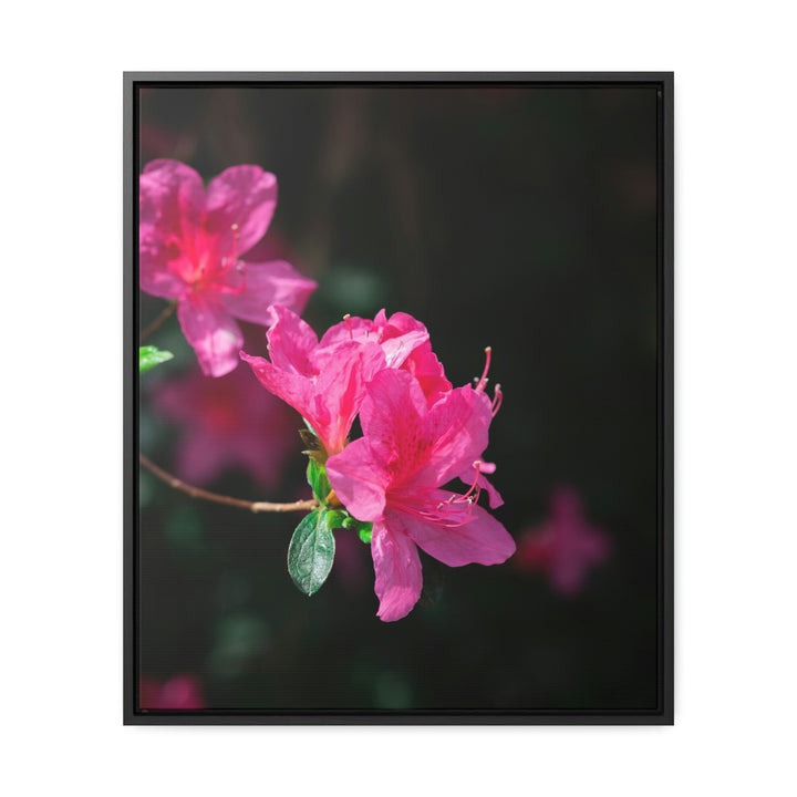 Standout Azalea - Canvas with Frame - Visiting This World