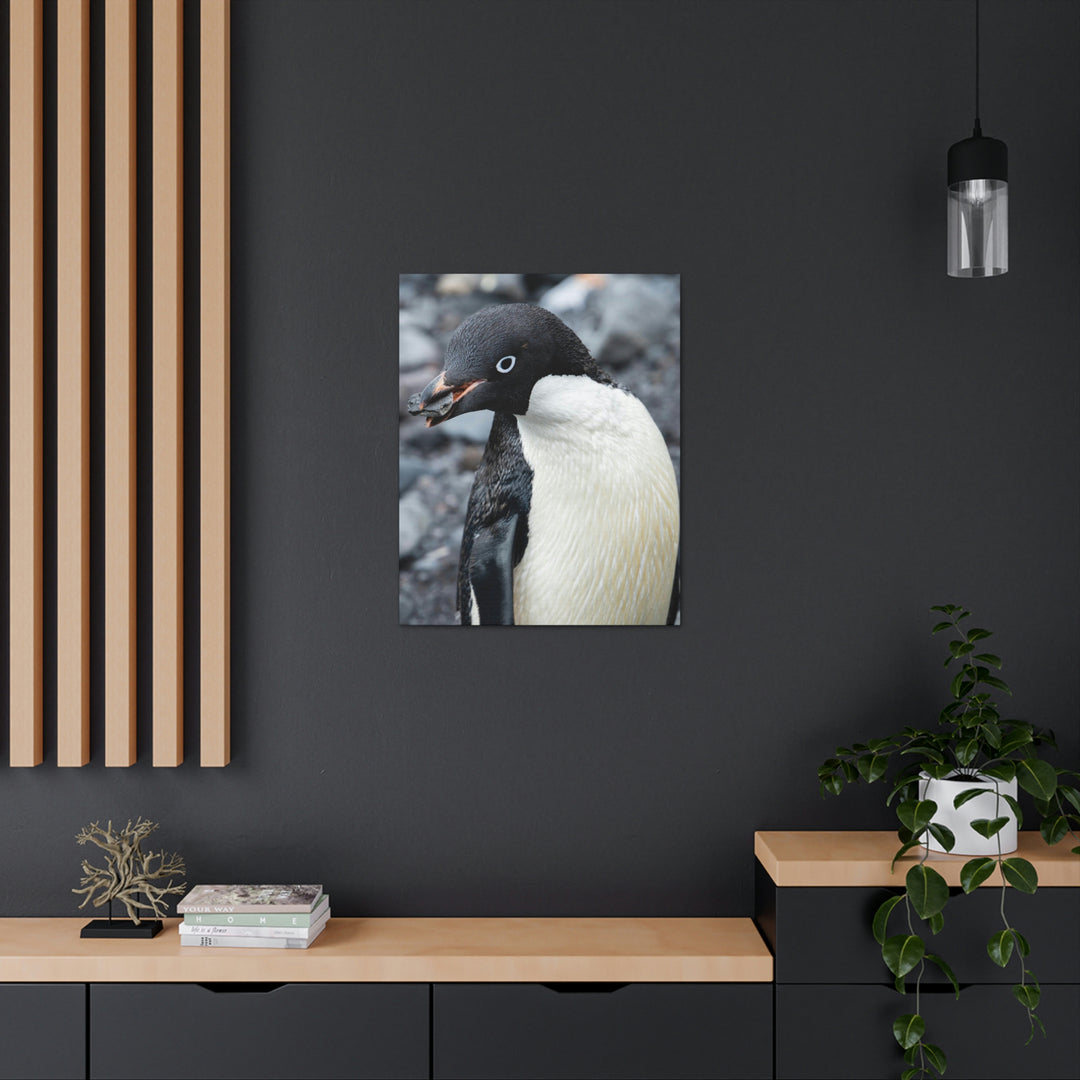 A Penguin's Pebble - Canvas