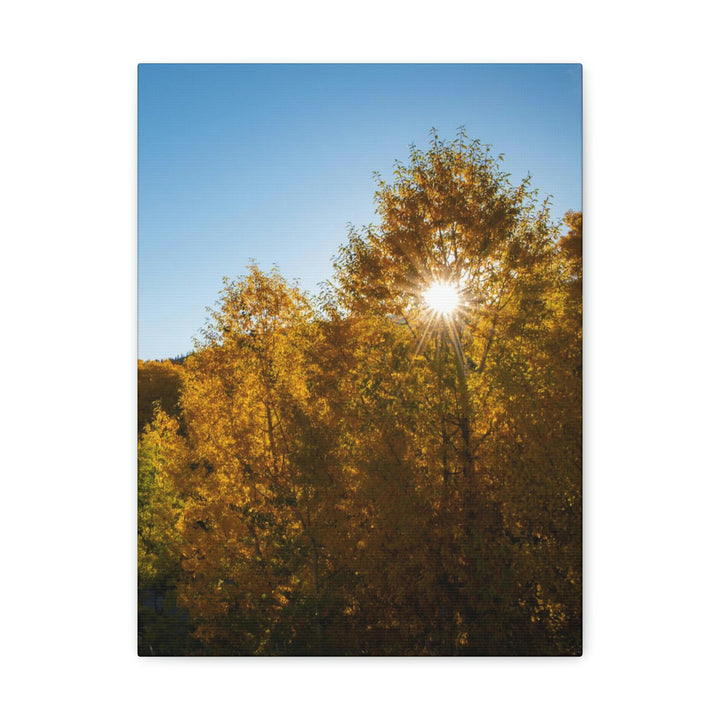 Sun Through the Aspens - Canvas