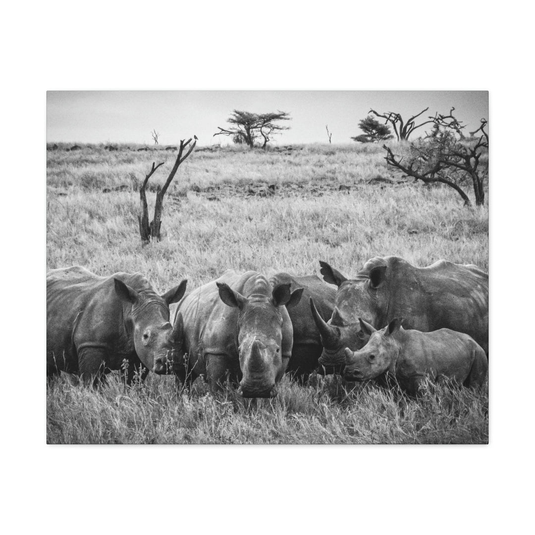 Rhino Family in Black and White - Canvas