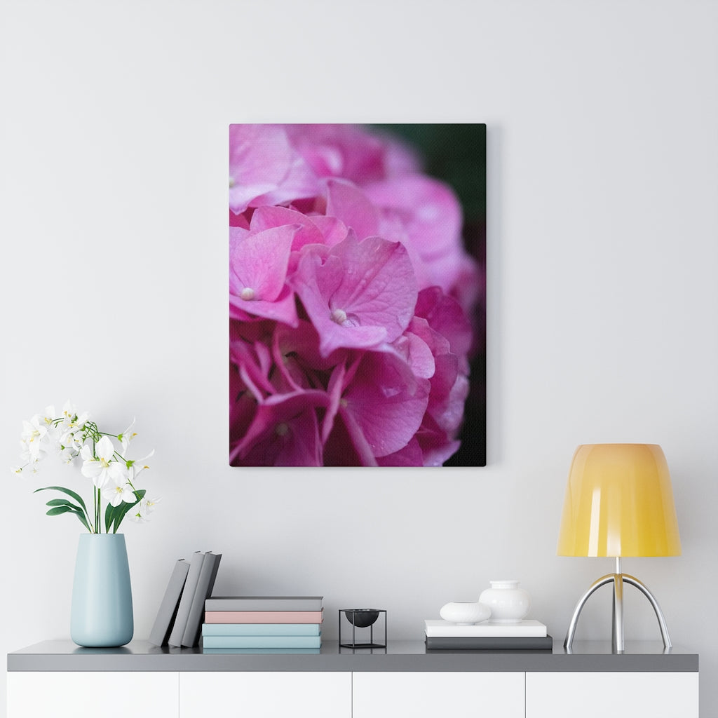 Pink Hydrangea Detail - Canvas