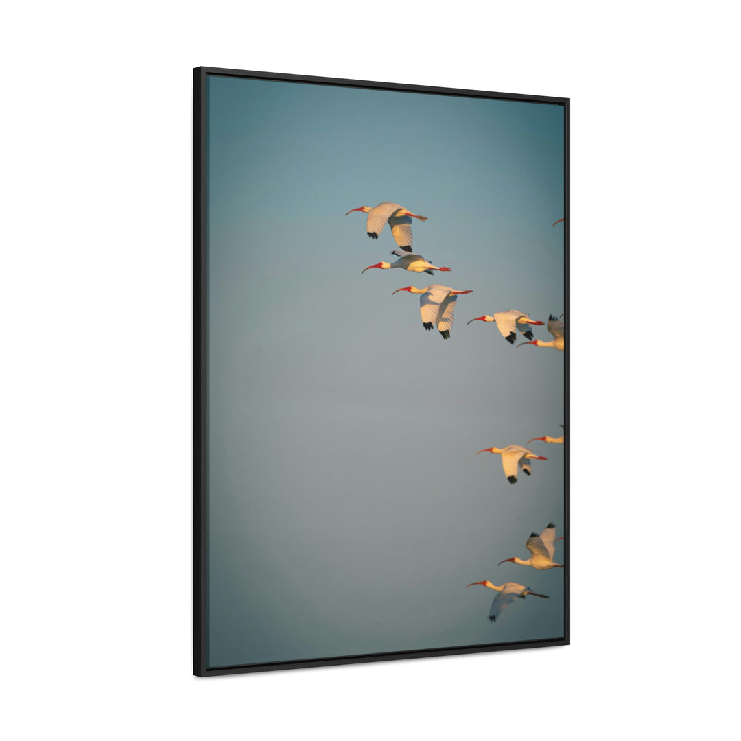 White Ibis in Flight - Canvas with Frame