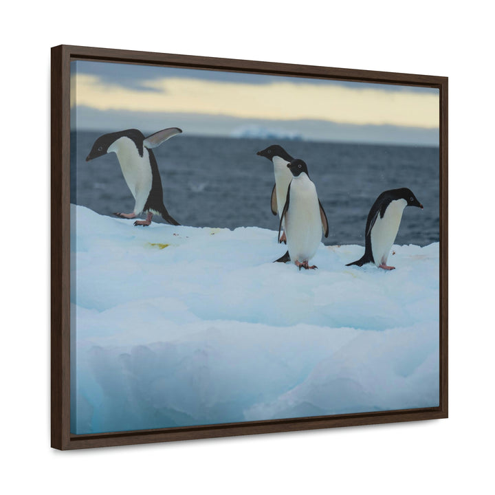 Penguin Dance - Canvas with Frame