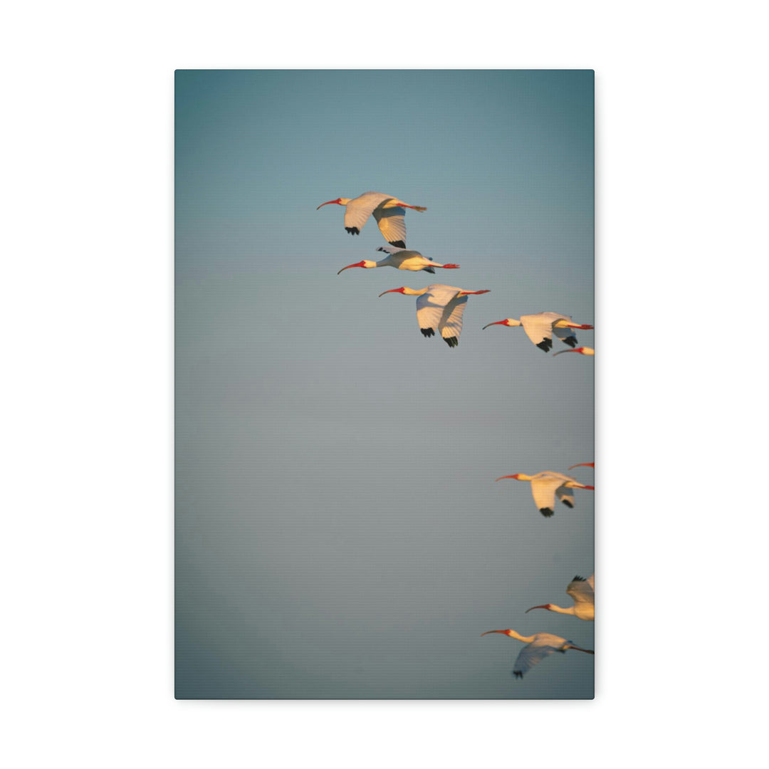 White Ibis in Flight - Canvas