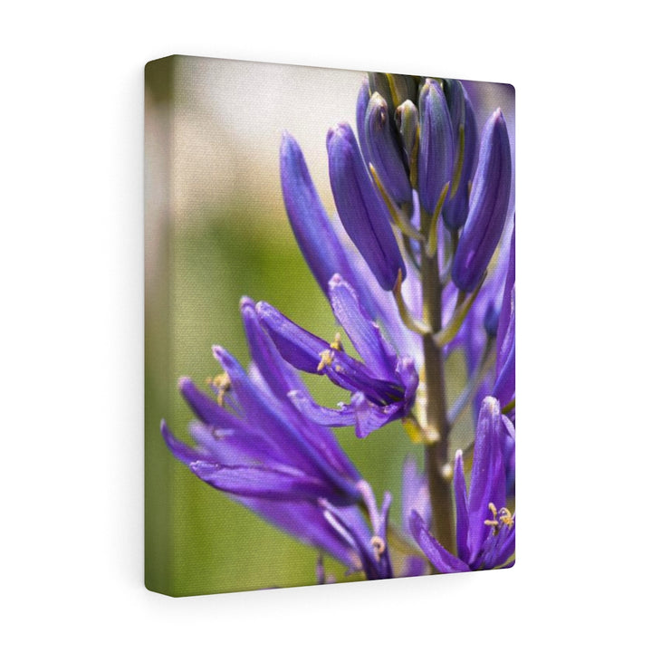 Camas in Bloom - Canvas