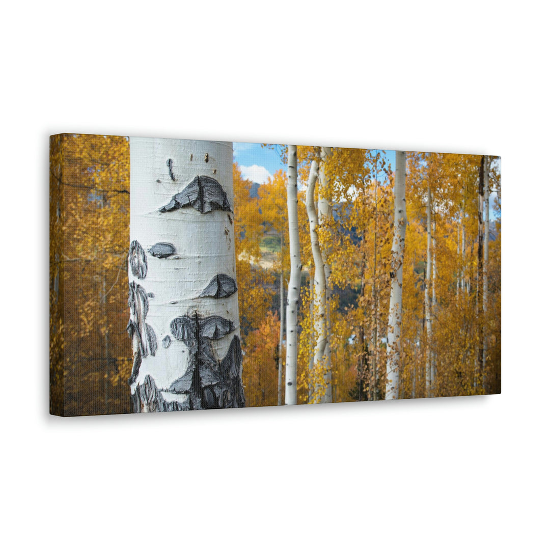 Aspens Changing - Canvas