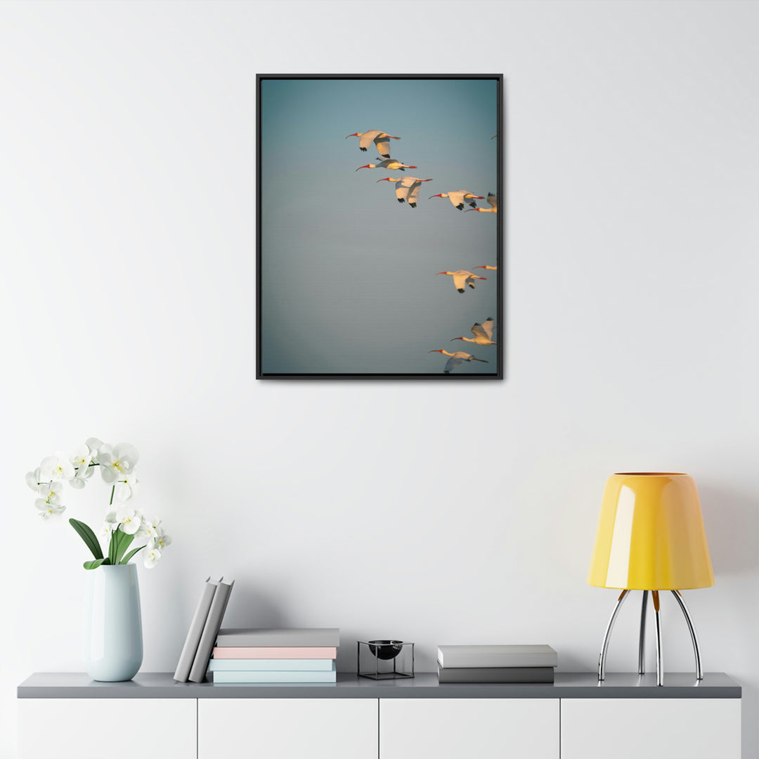 White Ibis in Flight - Canvas with Frame