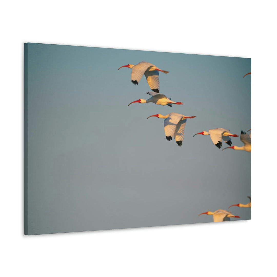 White Ibis in Flight - Canvas