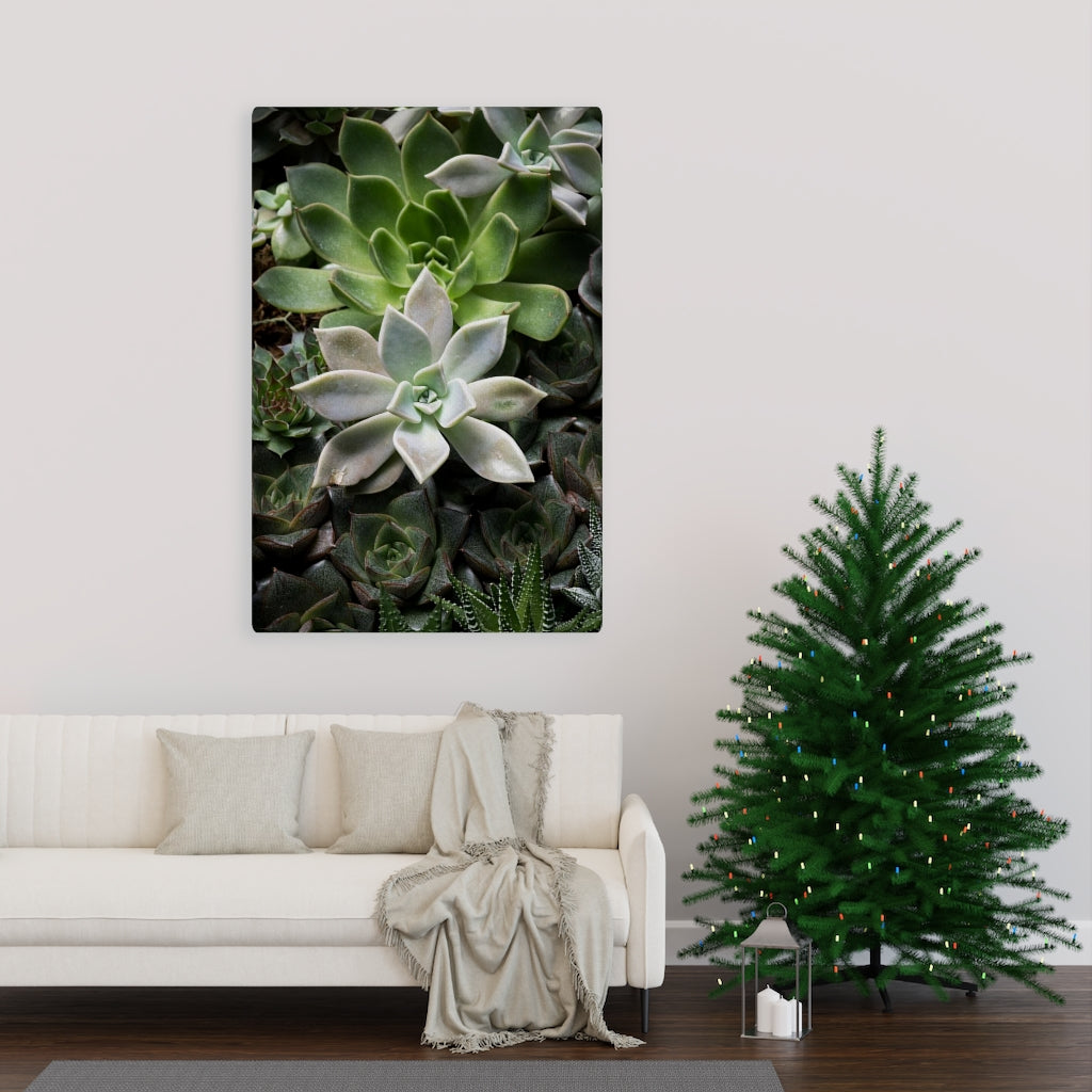 Succulent - Array - Canvas