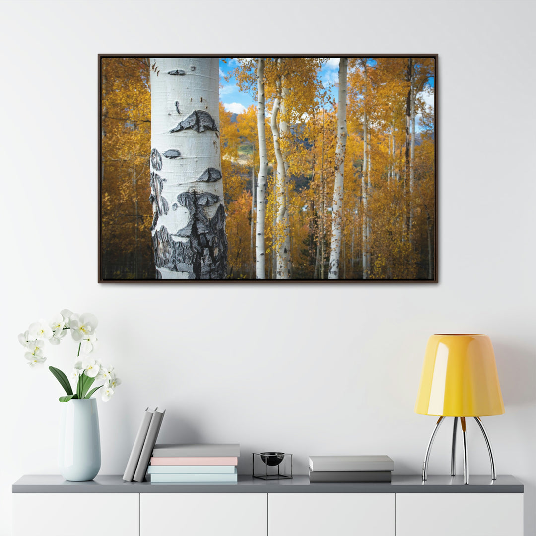 Aspens Changing - Canvas with Frame