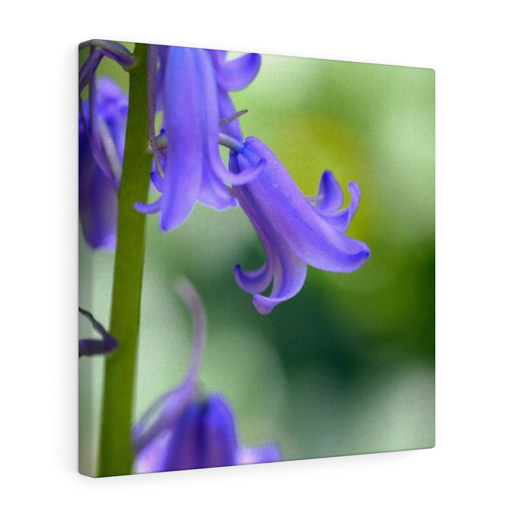 Delicate Bell - Canvas