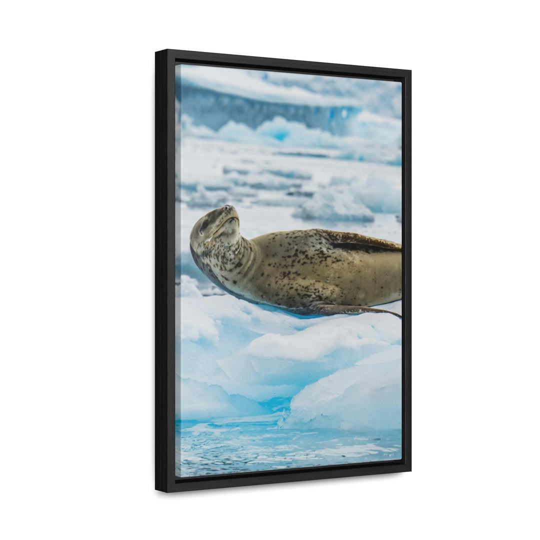 Leopard Seal Relaxing - Canvas with Frame