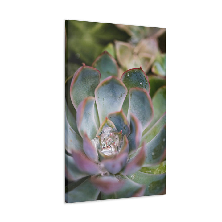 Stunning Succulent - Canvas