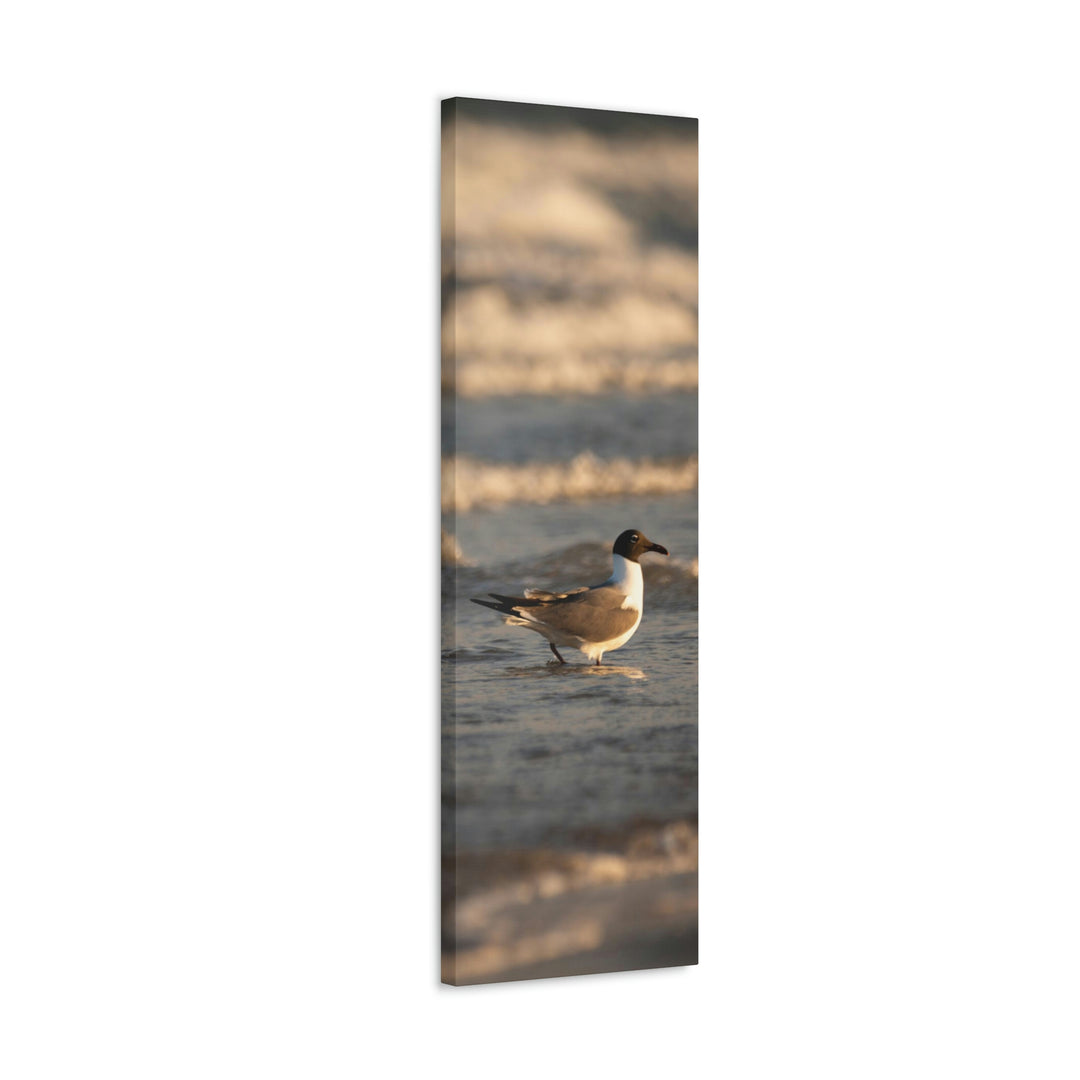 Laughing Gull in the Surf - Canvas