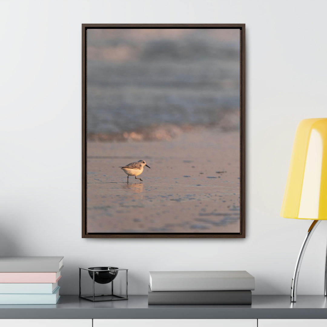 Sanderling in Soft Dusk Light - Canvas with Frame