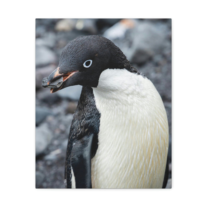 A Penguin's Pebble - Canvas