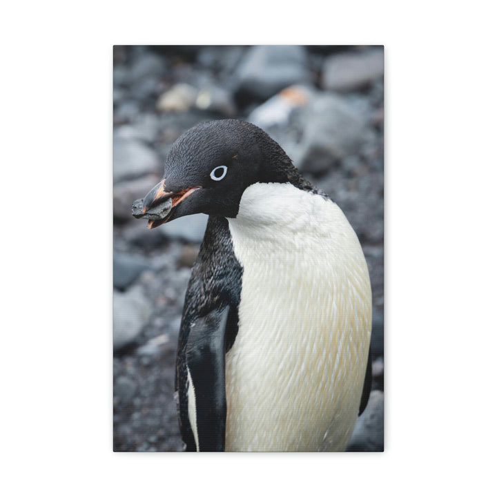 A Penguin's Pebble - Canvas