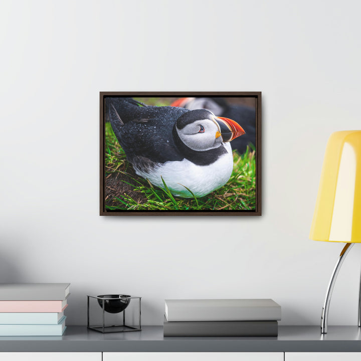 Resting Puffin - Canvas with Frame