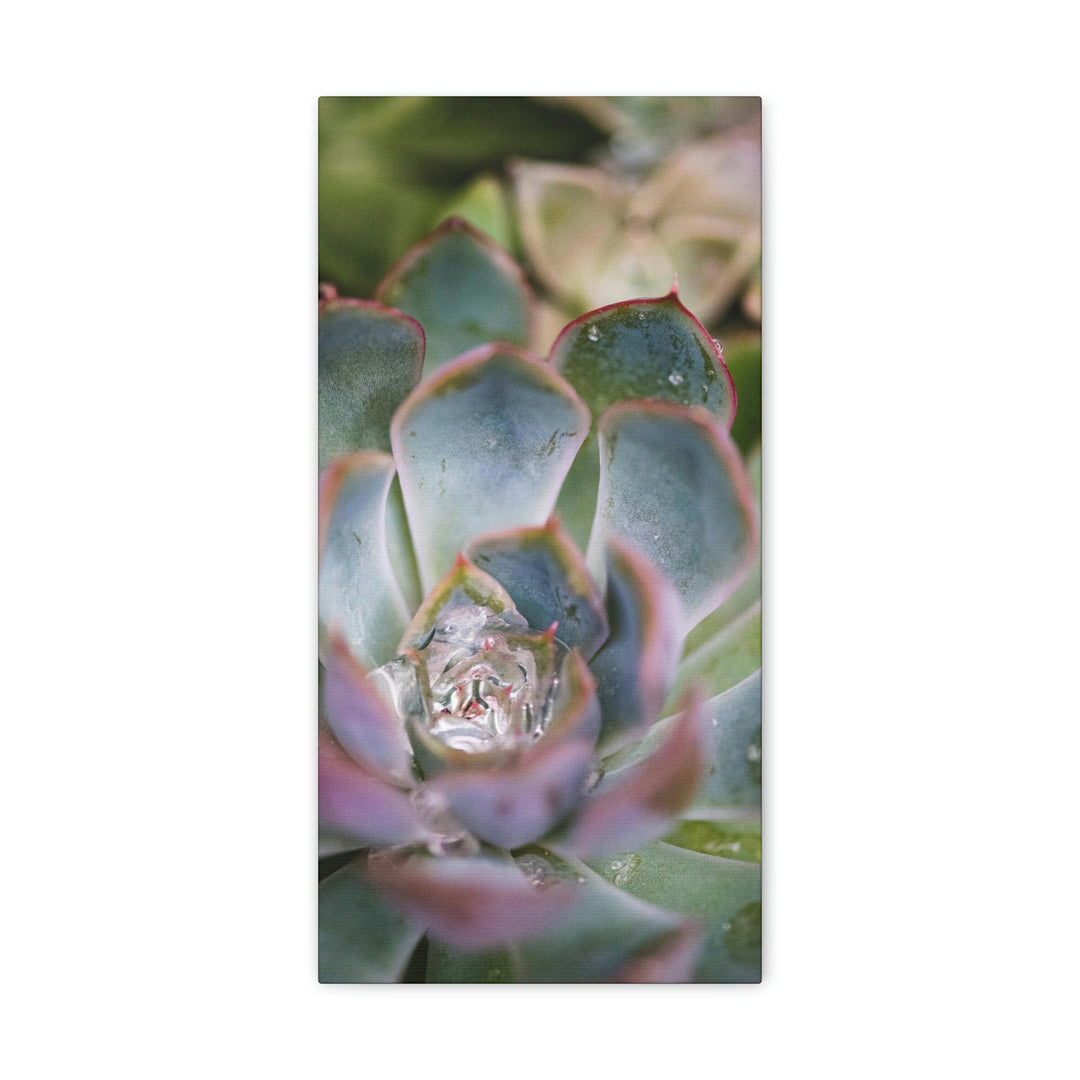 Stunning Succulent - Canvas