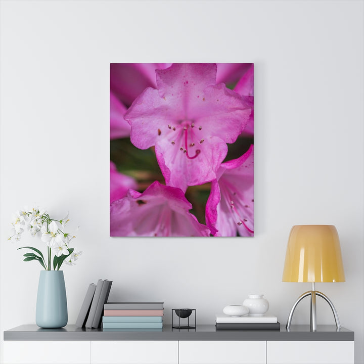 Soft Pinks - Canvas