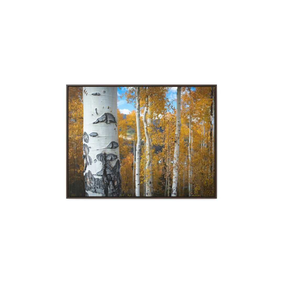 Aspens Changing - Canvas with Frame