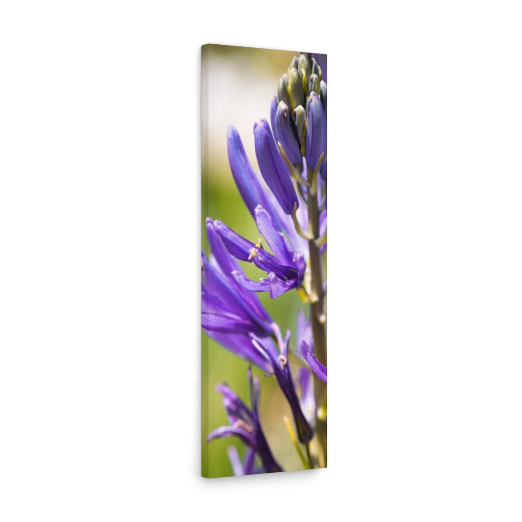 Camas in Bloom - Canvas