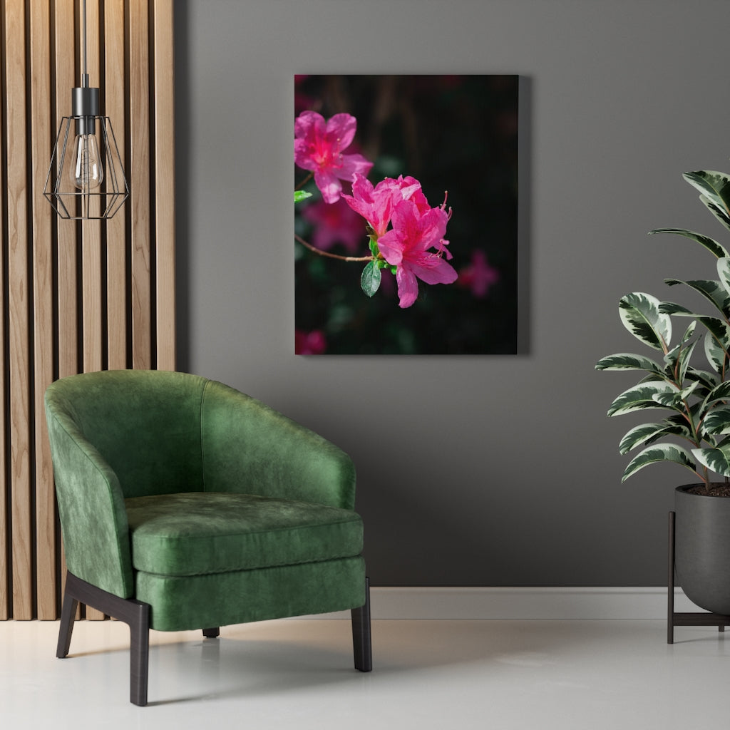 Standout Azalea - Canvas