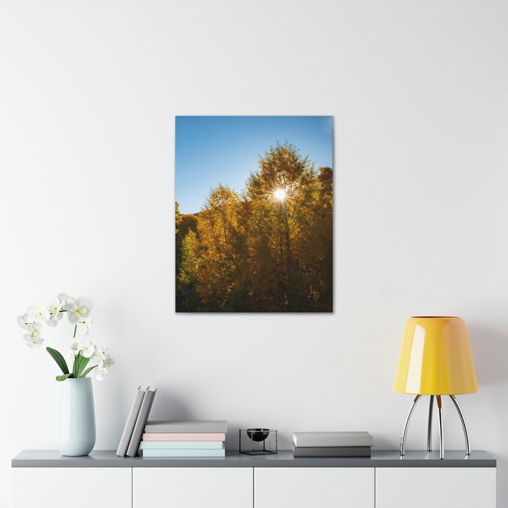 Sun Through the Aspens - Canvas