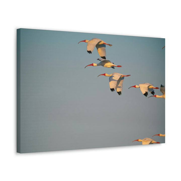 White Ibis in Flight - Canvas