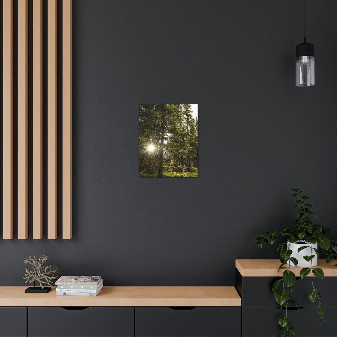 Forest Light - Canvas