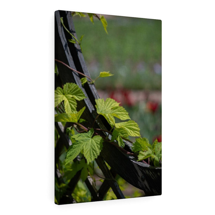 Ivy-Covered Fence - Canvas