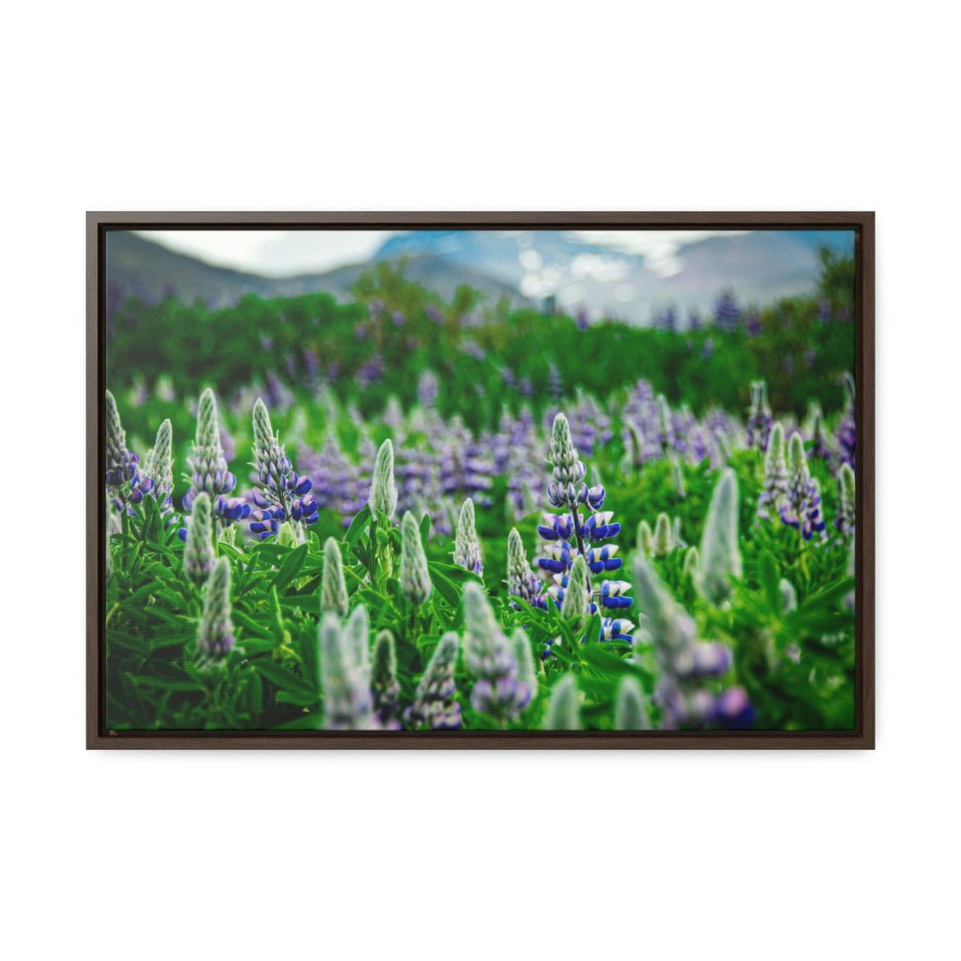 Glowing Lupin with Mountains - Canvas with Frame