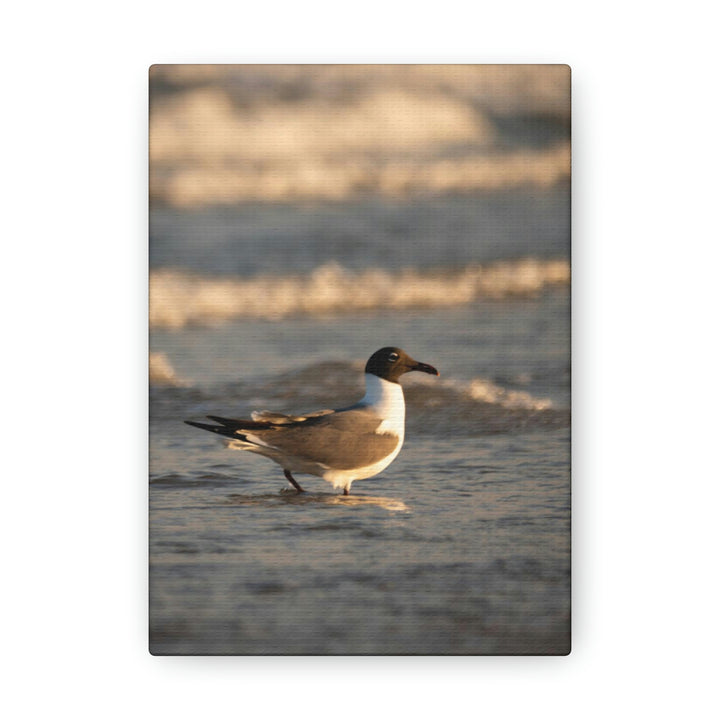 Laughing Gull in the Surf - Canvas