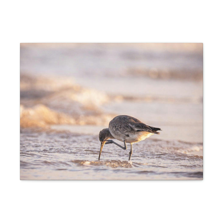 Willet Itch - Canvas