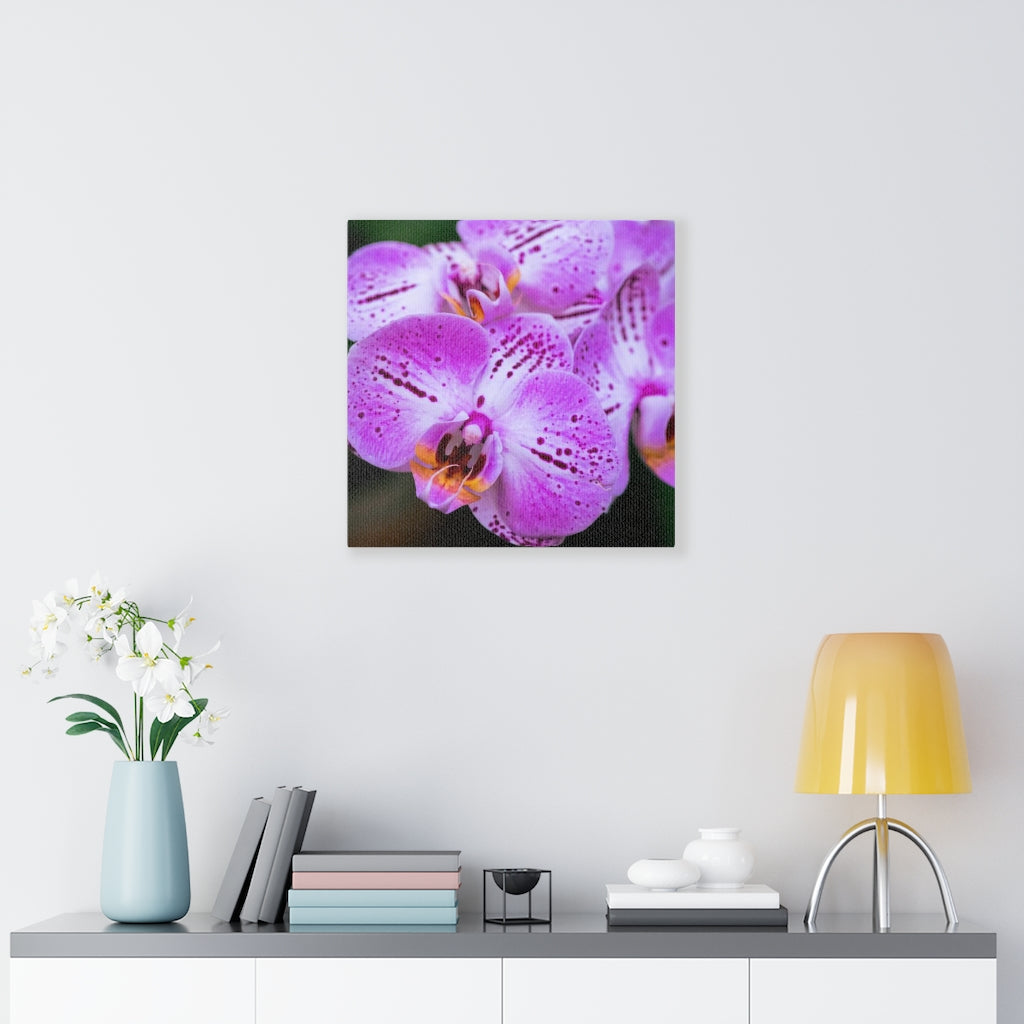 Orchid in Pink - Canvas