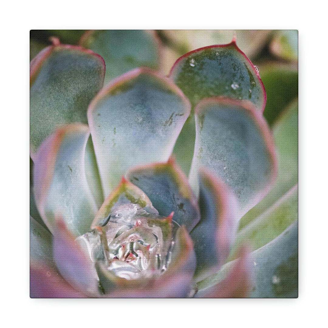 Stunning Succulent - Canvas