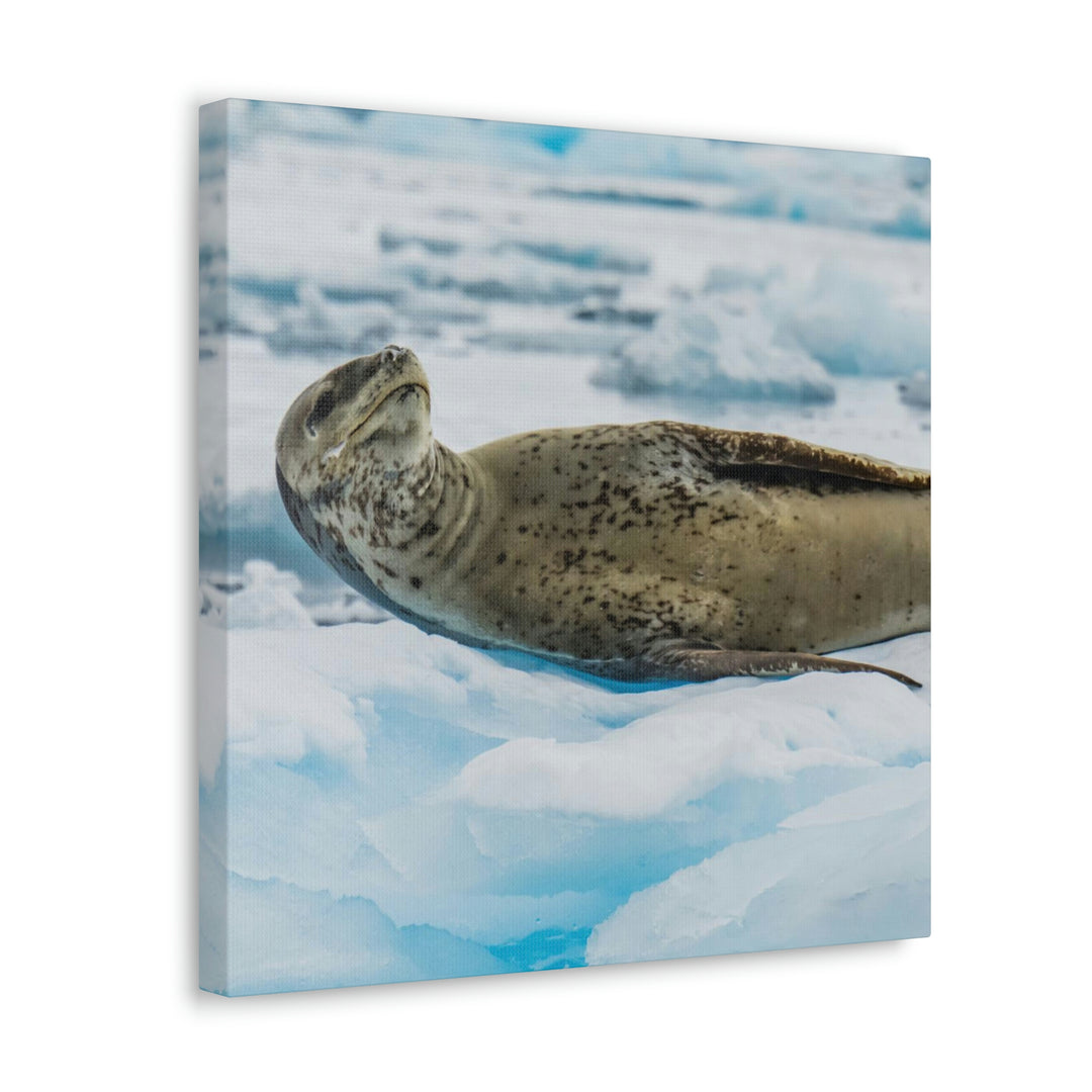 Leopard Seal Relaxing - Canvas