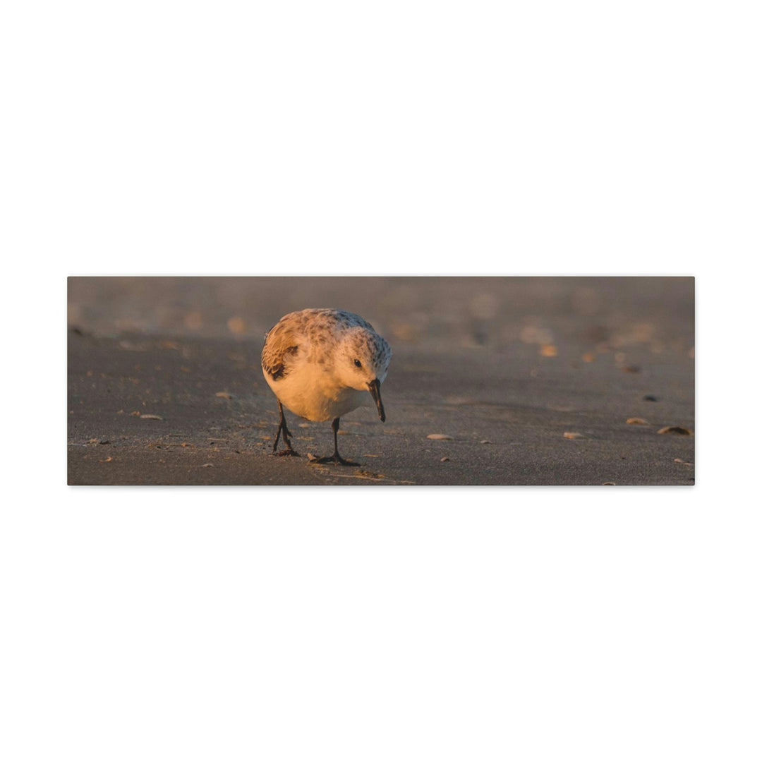 Feeding Sanderling - Canvas