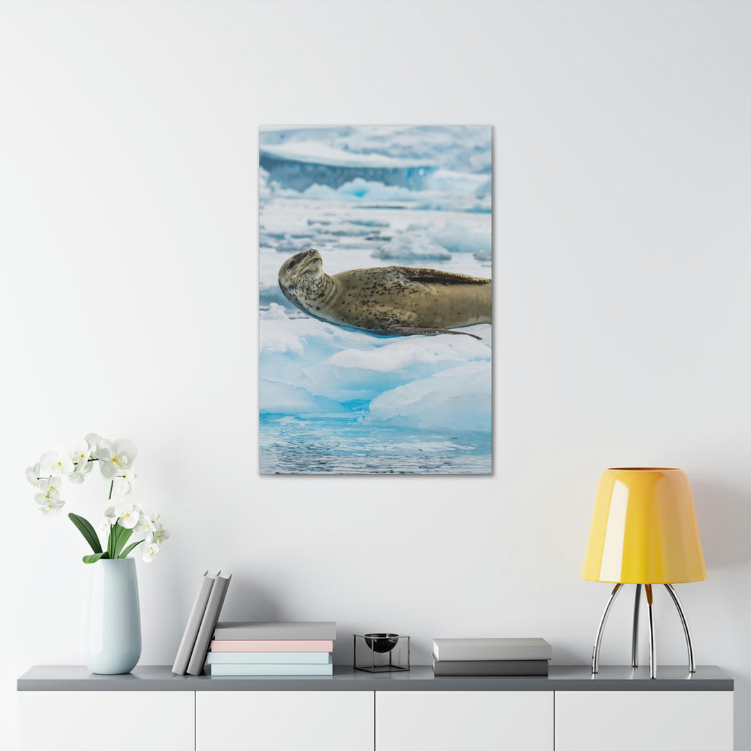 Leopard Seal Relaxing - Canvas