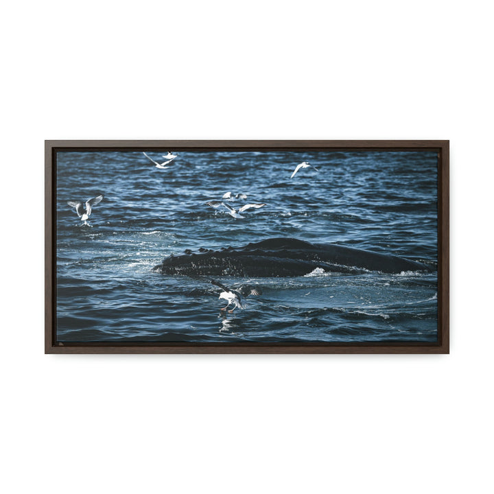 Humpback Hello - Canvas with Frame