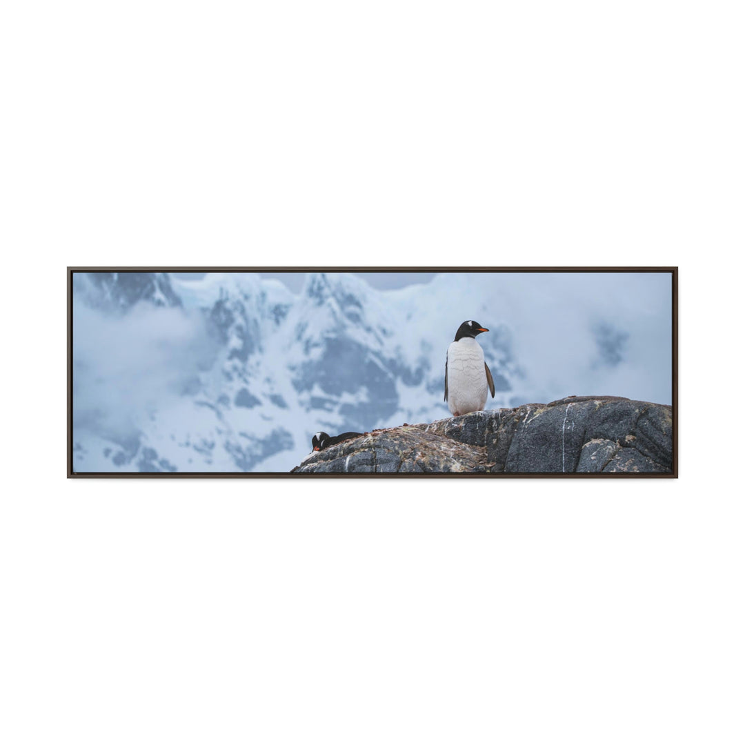 Poised Penguin - Canvas with Frame