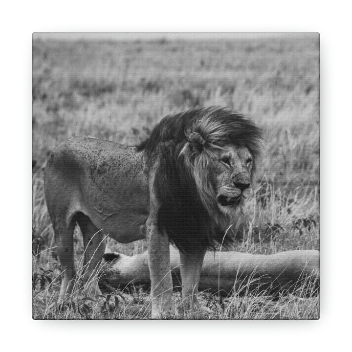 Mating Lions in Black and White - Canvas