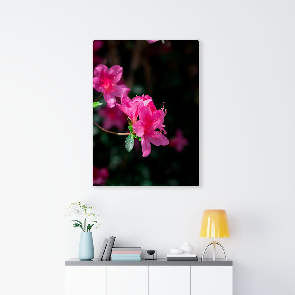 Standout Azalea - Canvas