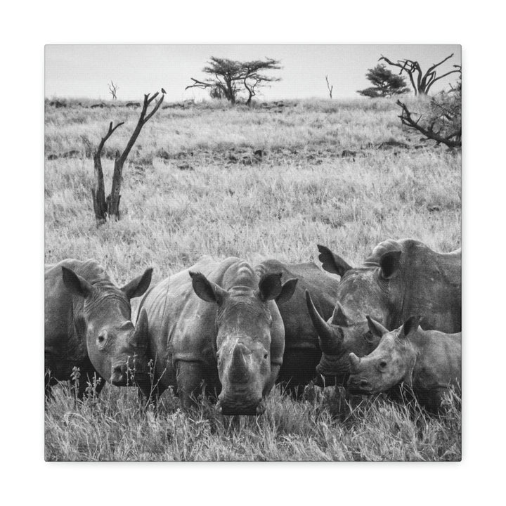 Rhino Family in Black and White - Canvas