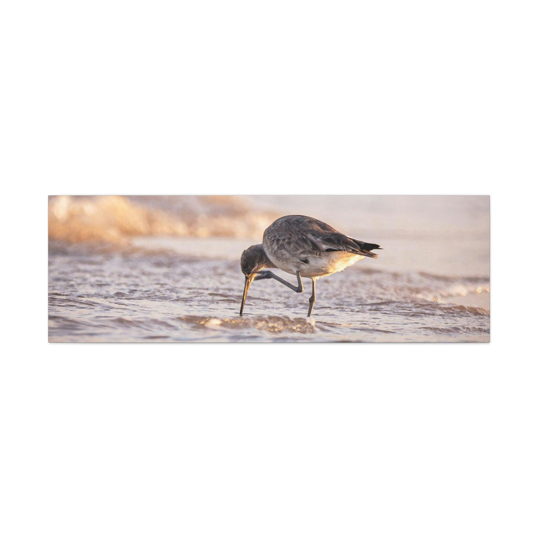 Willet Itch - Canvas