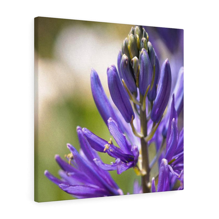 Camas in Bloom - Canvas